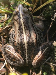 Lithobates sylvaticus