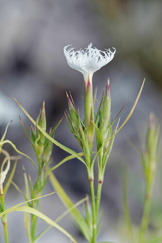 Planinski karanfil (Dianthus hyssopifolius)