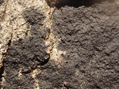 Hydropunctaria maura