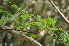 Zanthoxylum piperitum