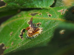 Thlaspida cribrosa