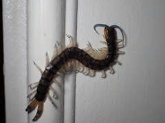Hemiscolopendra marginata
