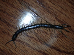 Hemiscolopendra marginata