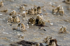 Semibalanus cariosus