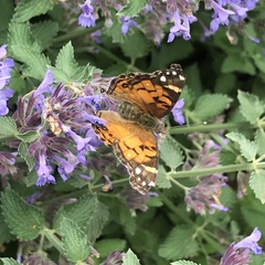 Vanessa virginiensis