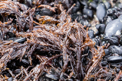 Cryptosiphonia woodii