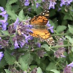 Vanessa virginiensis