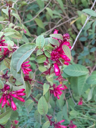 Image of Cestrum fasciculatum by no rights reserved