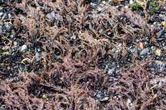 Cryptosiphonia woodii