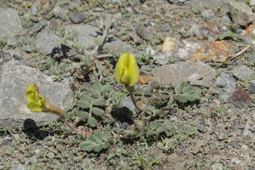 Chesneya acaulis