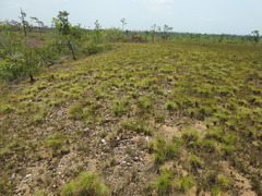 Bulbostylis paradoxa