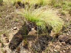 Bulbostylis paradoxa