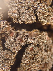 Fuscopannaria maritima