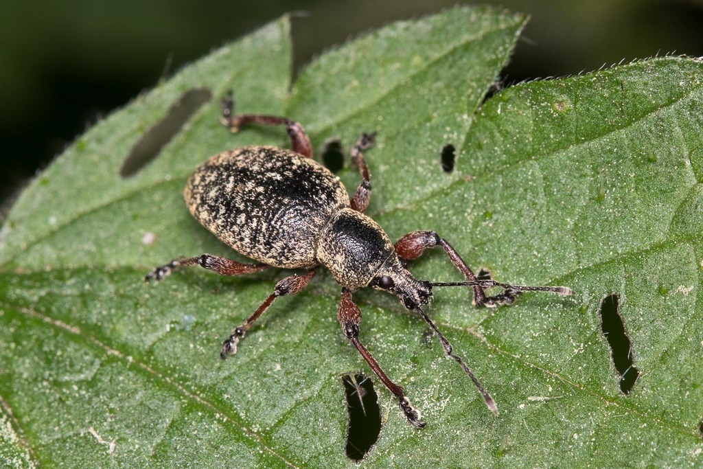 Otiorhynchus repletus