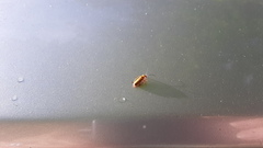 Rhagonycha heterodoxa