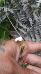 Ageratina gracilis