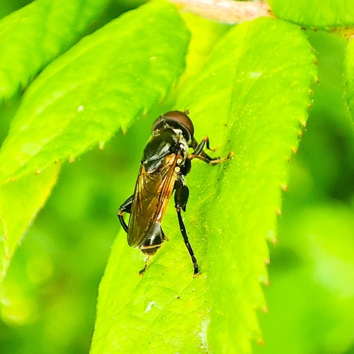 Tooth-thighed Hoverfly, 9742 BK Groningen, Netherlands, photo 6 of 10