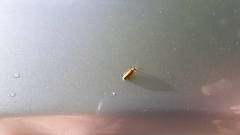 Rhagonycha heterodoxa