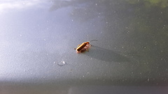 Rhagonycha heterodoxa