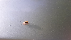 Rhagonycha heterodoxa