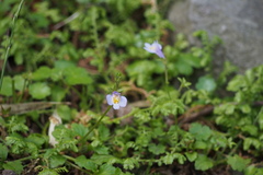 Mazus miquelii