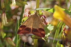 Pyrausta semirubralis