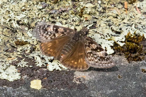 Propertius Duskywing