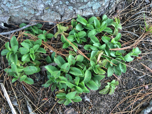 photo of Common Lambsquarters (Chenopodium album)