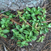 photo of Common Lambsquarters (Chenopodium album)