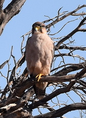 Falco biarmicus biarmicus