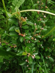 Spreading Cotoneaster (Cotoneaster divaricatus)