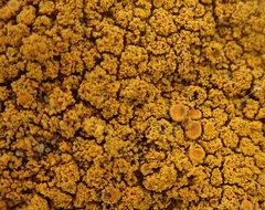 Polycauliona flavogranulosa
