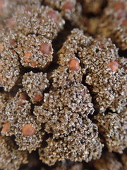 Fuscopannaria maritima
