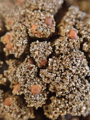 Fuscopannaria maritima