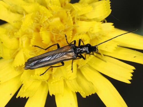 Oedemera pthysica