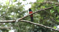 Trogon melanurus