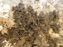 Blennothallia fecunda