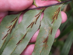 Image of Asplenium serra