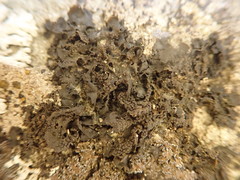 Blennothallia fecunda