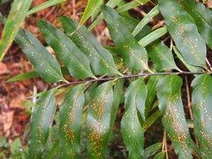 Asplenium serra