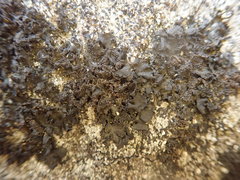 Blennothallia fecunda