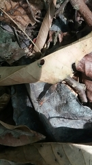 Dysdercus bimaculatus