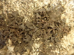 Blennothallia fecunda