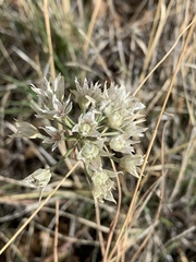 Allium macropetalum