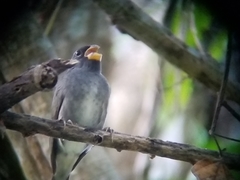 Sporophila schistacea