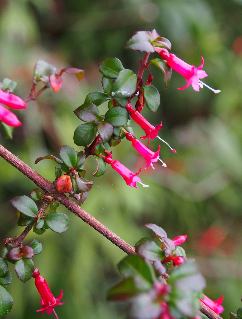 fuchsia-microphylla-hemsleyana-botanical-realm