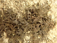 Blennothallia fecunda