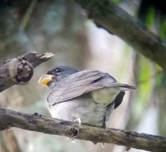 Sporophila schistacea