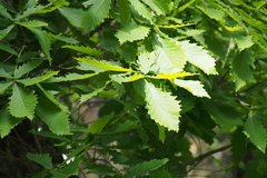 Quercus crispula