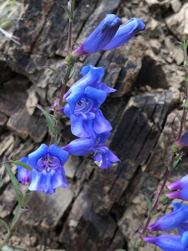 Penstemon heterophyllus